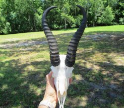 Male African Springbok Skull with 11-3/4 inches Horns for $59.99