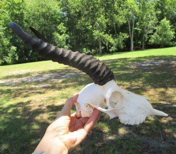 Male African Springbok Skull with 11-3/4 inches Horns for $59.99