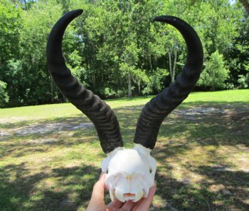 Male African Springbok Skull with 11-3/4 inches Horns for $59.99