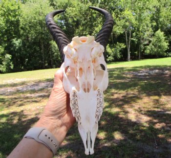 Male African Springbok Skull with 11-3/4 inches Horns for $59.99