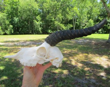 Male African Springbok Skull with 11-3/4 inches Horns for $59.99