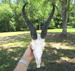 Real African Male Springbok Skull with Horns (10" & 10.25") – Grade B for $49.99