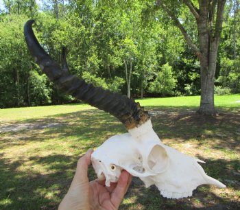 Real African Male Springbok Skull with Horns (10" & 10.25") – Grade B for $49.99