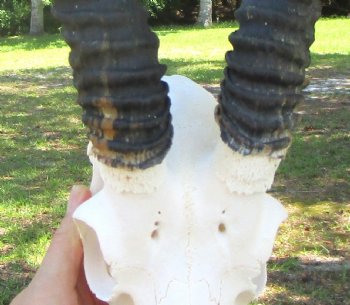 Real African Male Springbok Skull with Horns (10" & 10.25") – Grade B for $49.99