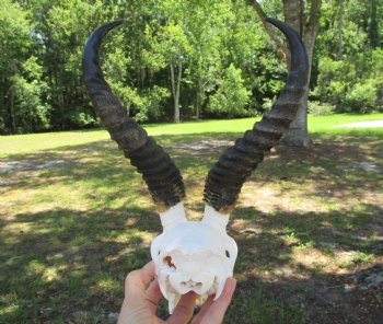 Real African Male Springbok Skull with Horns (10" & 10.25") – Grade B for $49.99