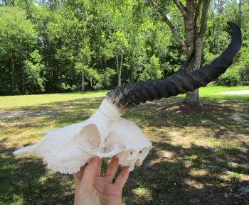Real African Male Springbok Skull with Horns (10" & 10.25") – Grade B for $49.99
