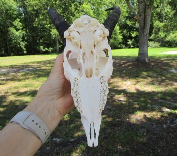 Real African Male Springbok Skull with Horns (10" & 10.25") – Grade B for $49.99