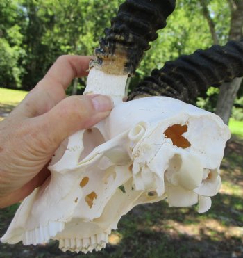 Real African Male Springbok Skull with Horns (10" & 10.25") – Grade B for $49.99