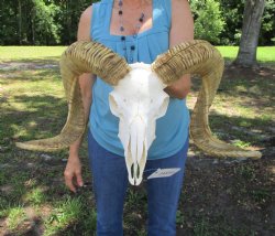 Real African Merino Ram Skull with 28" Horns (Ovis aries) - Buy for $169.99