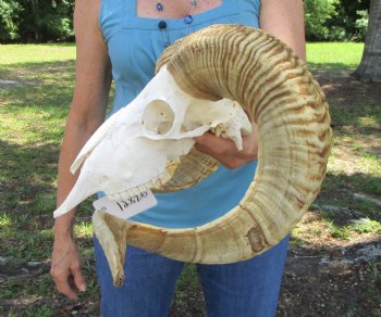 Real African Merino Ram Skull with 28" Horns (Ovis aries) - Buy for $169.99
