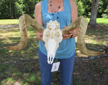 Real African Merino Ram Skull with 28" Horns (Ovis aries) - Buy for $169.99