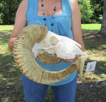 Real African Merino Ram Skull with 28" Horns (Ovis aries) - Buy for $169.99