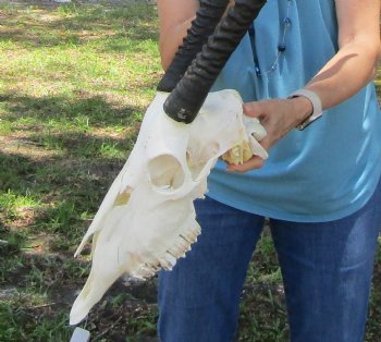  African Gemsbok Skull with 37 inches Horns - Buy this one for $159.99