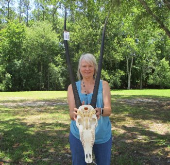  African Gemsbok Skull with 37 inches Horns - Buy this one for $159.99