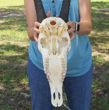  African Gemsbok Skull with 37 inches Horns - Buy this one for $159.99