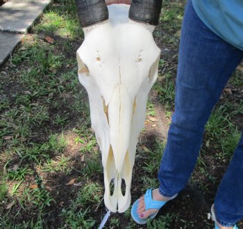  African Gemsbok Skull with 37 inches Horns - Buy this one for $159.99