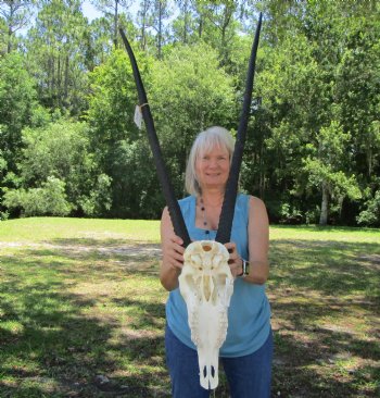  Authentic Gemsbok Skull with 34 inches Horns (Grade B) - Buy this one for $139.99