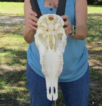  Authentic Gemsbok Skull with 34 inches Horns (Grade B) - Buy this one for $139.99