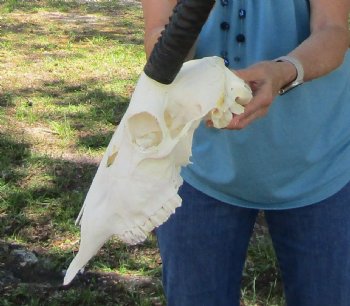  Authentic Gemsbok Skull with 34 inches Horns (Grade B) - Buy this one for $139.99