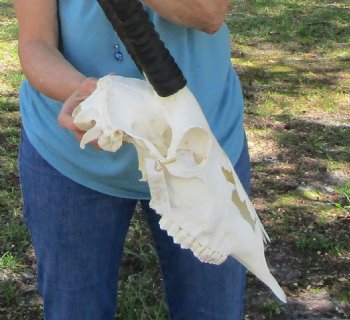  Authentic Gemsbok Skull with 34 inches Horns (Grade B) - Buy this one for $139.99