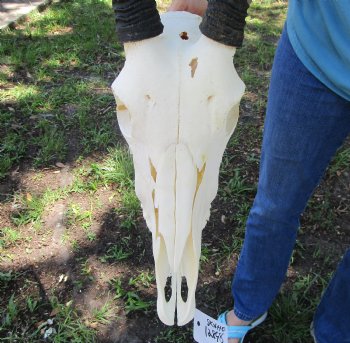  Authentic Gemsbok Skull with 34 inches Horns (Grade B) - Buy this one for $139.99