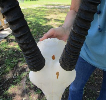  Authentic Gemsbok Skull with 34 inches Horns (Grade B) - Buy this one for $139.99