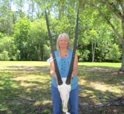 Authentic Gemsbok Skull with 35 inches Horns (Slight B Grade) - Buy this one for $144.99