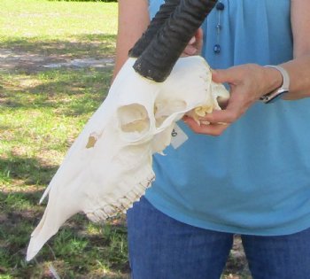  Authentic Gemsbok Skull with 35 inches Horns (Slight B Grade) - Buy this one for $144.99