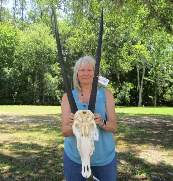  Authentic Gemsbok Skull with 35 inches Horns (Slight B Grade) - Buy this one for $144.99
