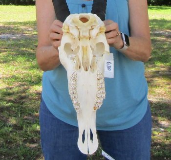  Authentic Gemsbok Skull with 35 inches Horns (Slight B Grade) - Buy this one for $144.99