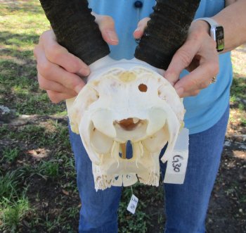  Authentic Gemsbok Skull with 35 inches Horns (Slight B Grade) - Buy this one for $144.99
