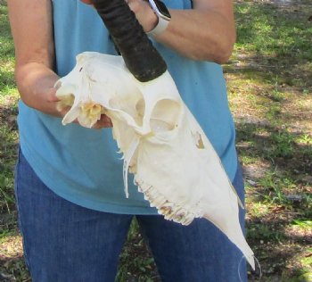 Authentic Gemsbok Skull with 35 inches Horns (Slight B Grade) - Buy this one for $144.99