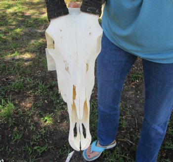 Authentic Gemsbok Skull with 35 inches Horns (Slight B Grade) - Buy this one for $144.99