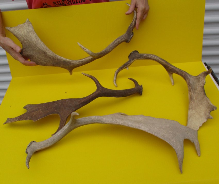 Antlers For Sale >> 19 22 Inches Tall 4pc Fallow Deer Antlers For Sale You Are Buying These 4 For 16 00 Each Antlers For Sale >> 19 22 Inches Tall 4pc Fallow Deer Antlers For Sale You Are Buying These 4 For 16 00 Each