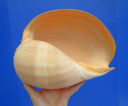 Large Crowned Baler Shell (10") - Authentic Melo aethiopica Specimen - Buy this for $14.99