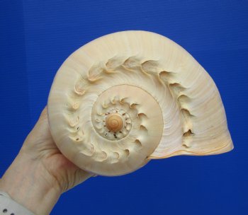 Large Crowned Baler Shell (10") - Authentic Melo aethiopica Specimen - Buy this for $14.99