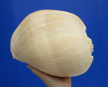 Large Crowned Baler Shell (10") - Authentic Melo aethiopica Specimen - Buy this for $14.99