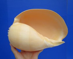 Melo Aethiopica Shell, Large Crowned Baler (10") - Buy this for $14.99-
