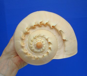 Melo Aethiopica Shell, Large Crowned Baler (10") - Buy this for $14.99-