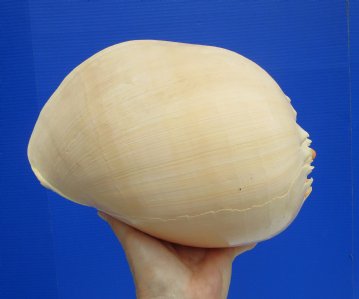 Melo Aethiopica Shell, Large Crowned Baler (10") - Buy this for $14.99-