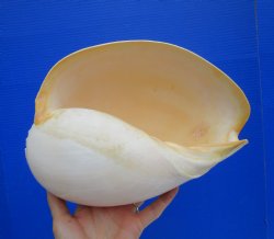 Melo Aethiopica Shell, Large Crowned Baler (10") - Buy this for $14.99-