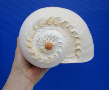 Melo Aethiopica Shell, Large Crowned Baler (10") - Buy this for $14.99-