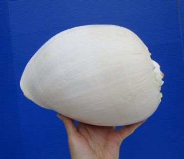 Melo Aethiopica Shell, Large Crowned Baler (10") - Buy this for $14.99-