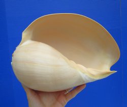 10 inches Large Crowned Baler Melon Shell for Sale - Buy this one for $14.99