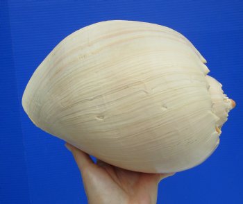 10 inches Large Crowned Baler Melon Shell for Sale - Buy this one for $14.99