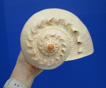 10 inches Large Crowned Baler Melon Shell for Sale - Buy this one for $14.99
