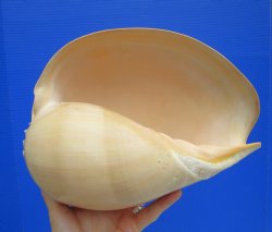Melo Aethiopica Shell, Large Crowned Baler (10") - Buy this for $14.99-