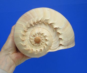 Melo Aethiopica Shell, Large Crowned Baler (10") - Buy this for $14.99-