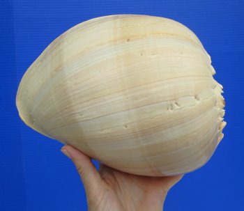 Melo Aethiopica Shell, Large Crowned Baler (10") - Buy this for $14.99-