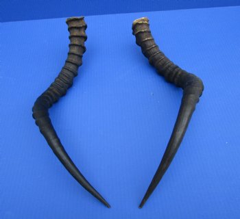 2 African Impala Antelope Horns for Crafts with Bone Core (21") - Buy these for $15 each